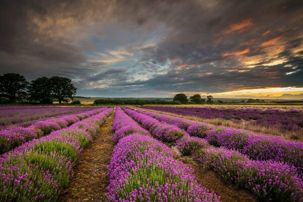 Tramonto in un campo di lavanda