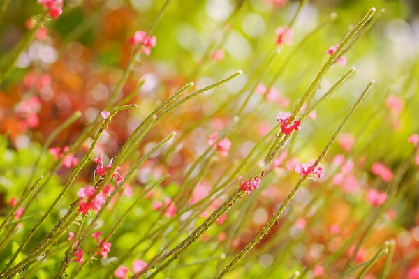 Zärtlichkeit von Rosa im Sommer