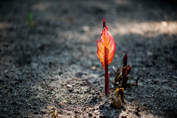 Das rote Blatt des Sprosses im Himmel