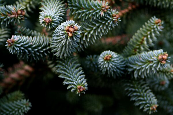 Thick paw of blue needles