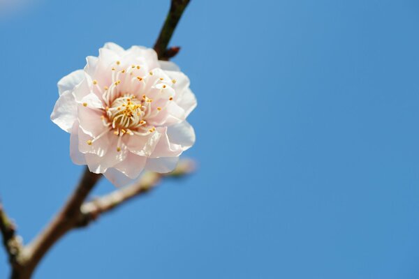 Spring flower on a tree branch