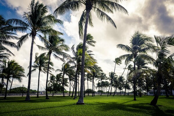Die Kunst des Palmendecks in Miami