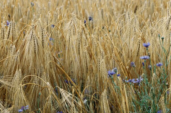 Weizenähren. Blumen unter Weizen