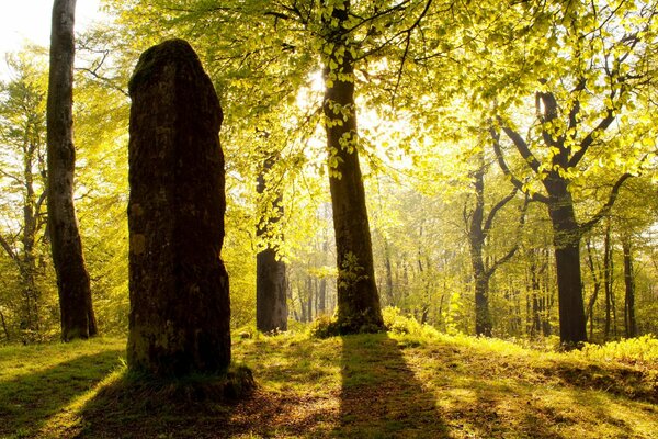 Autumn forest in the rays of the sun