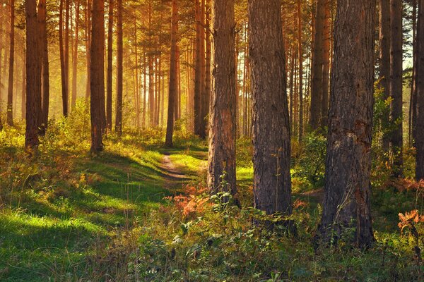 Rayons de soleil dans une forêt dense