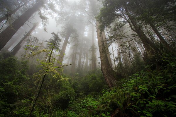 Wald in Redwood Paradise, Nordkalifornien