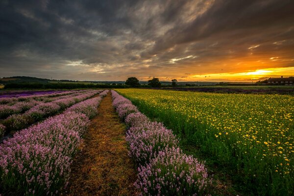 Sera britannico dopo lavanda