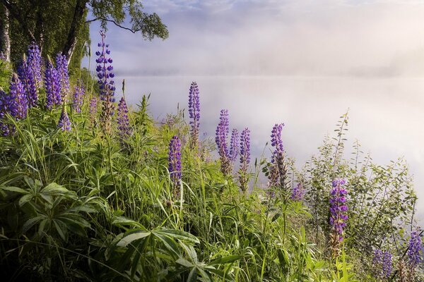 La nebbia ha macchiato il lago, solo i fiori sono visibili