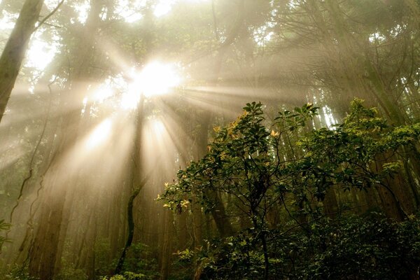 Die Sonnenstrahlen erhellen den Wald liebevoll