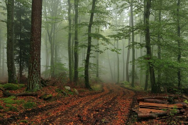 Forêt brumeuse. La nature s est figée dans l attente de la lumière