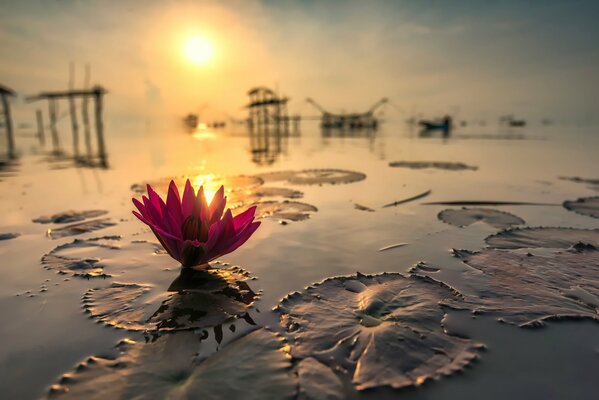 Thailand. Lotus on the background of the reflecting sunland. Reflection of grass on water