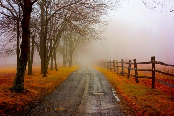 Brouillard dans le parc image