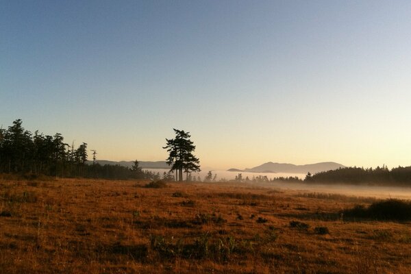 Niebla caminando por el campo de la mañana y el bosque denso