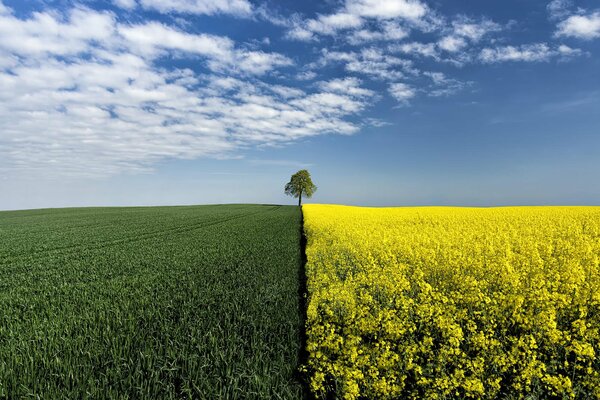 Ein Baum an der Grenze verschiedener Felder