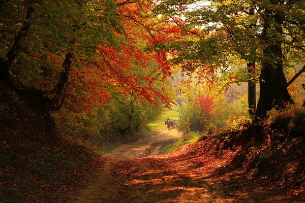 On an autumn road in the forest, a cart rides with a horse