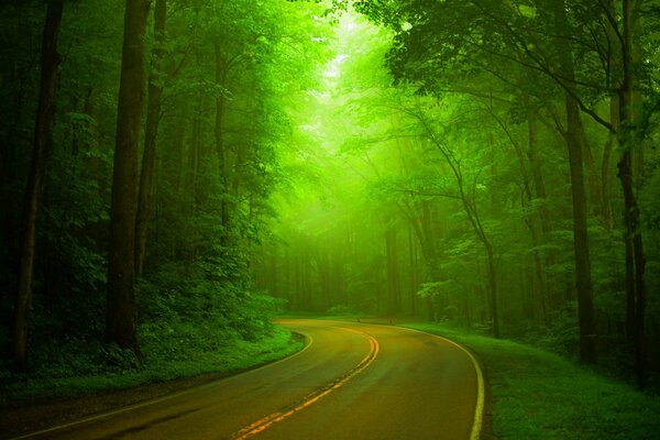 Camina por un camino rodeado de bosque de primavera