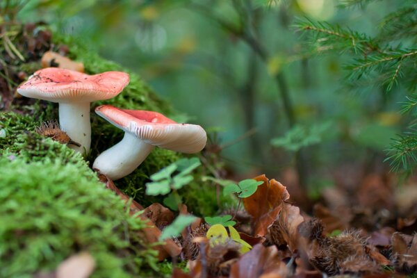 Delicious mushrooms in the autumn forest