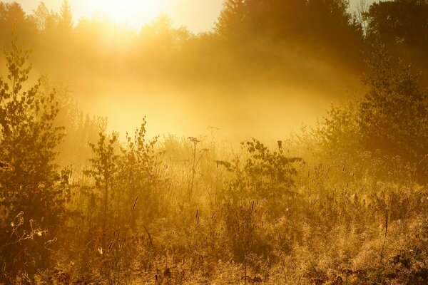 Hermoso amanecer en el bosque denso