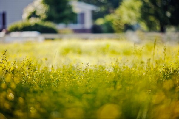 Journée d été en prise de vue macro