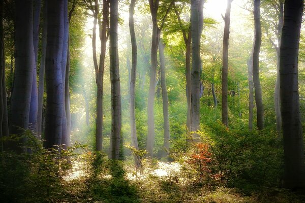 Wald von innen, unberührte Natur