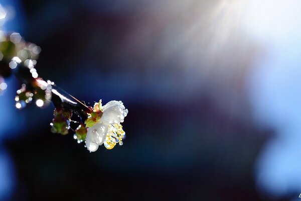 In spring, the sun touches the flower of the fruit tree