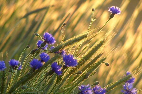 Campo di cereali e fiori. Fiori viola e grano