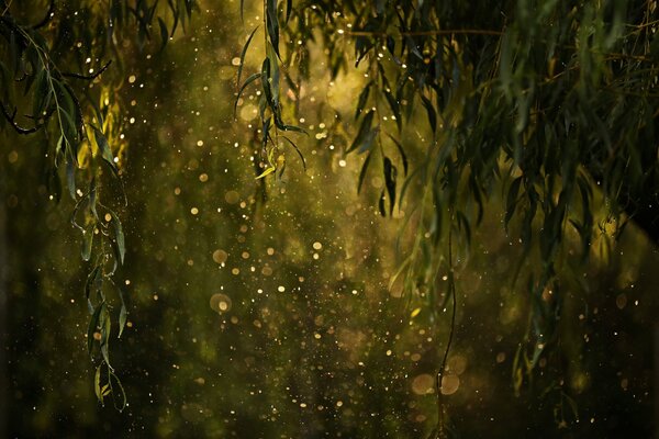 Beautiful highlights from water drops from foliage