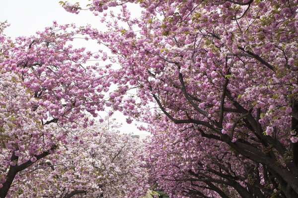 frühlingsblühende rosa Kirschblüte