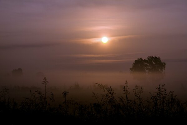 La hierba y los árboles en la niebla se sienten atraídos por el sol