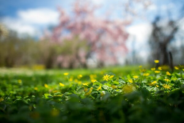 Grüner Rasen mit niedlichen Blumen