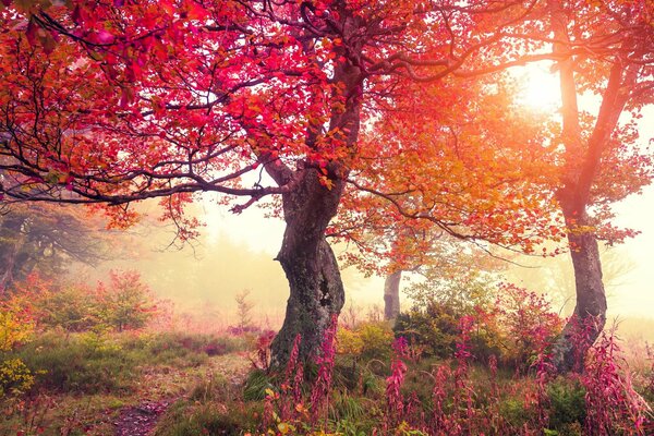 Fiery red autumn leaves illuminated by the sun