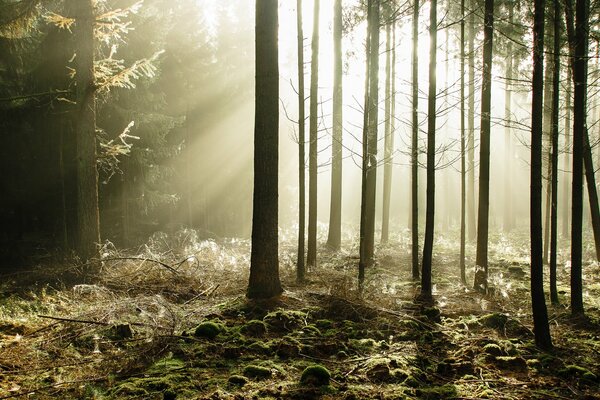 Tajemnicze promienie słońca przez drzewa w lesie iglastym