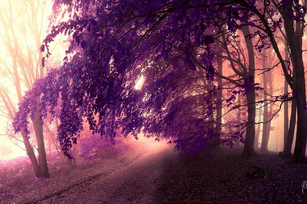 Bosque de hojas moradas y camino forestal