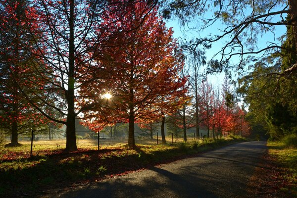 Herbstallee mit blauem Himmel