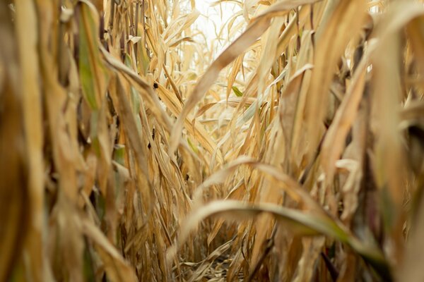 Autumn corn field on a sunny day