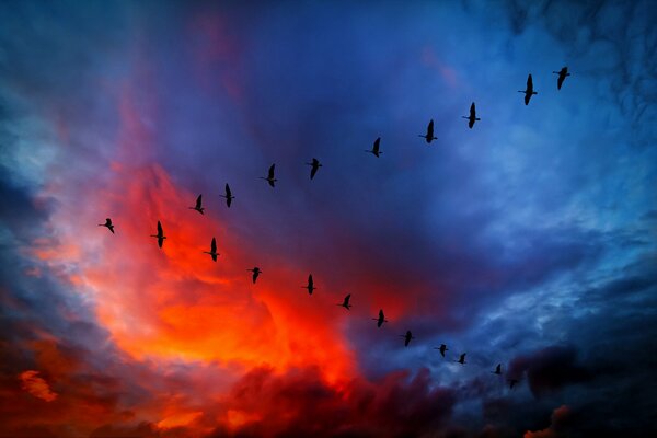 Ein Vogelkeil fliegt in den rot-blauen Himmel