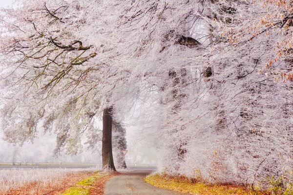 Der Weg durch den magischen Park entlang der Bäume im Frost