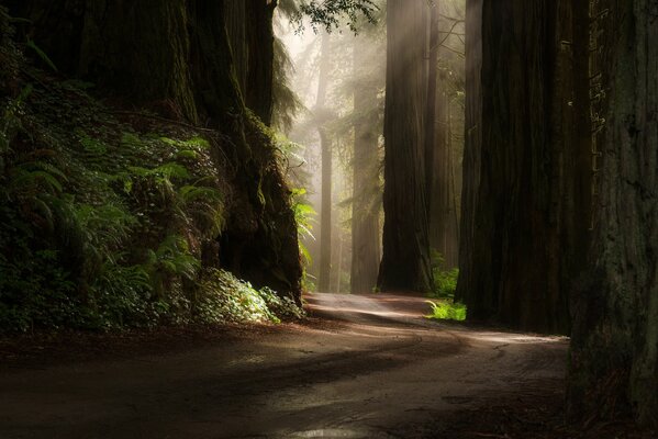Straße im Wald durch große Bäume und Sonnenstrahlen