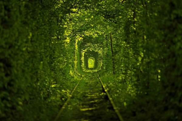 A tunnel of living green bushes with rails running along it