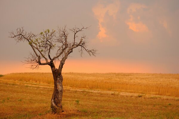 Un árbol que crece en un campo de trigo