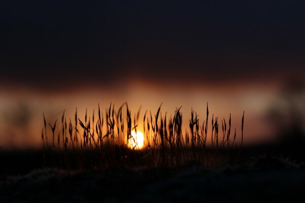 Sonnenaufgang auf Gras Hintergrund