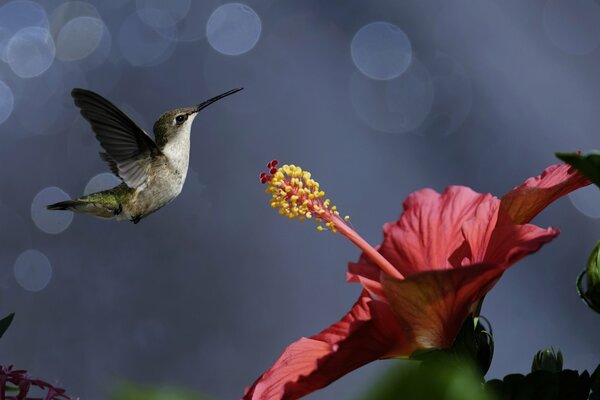 Kolibri-Vogel in der Nähe einer Hibiskusblüte