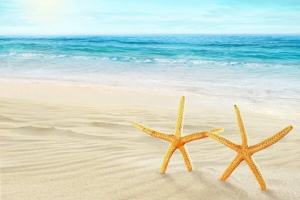 Estrellas de mar junto al mar en una playa blanca como la nieve