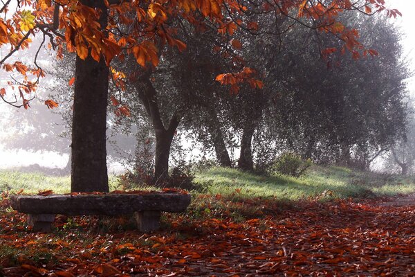 Finales de otoño en un parque con bancos de piedra