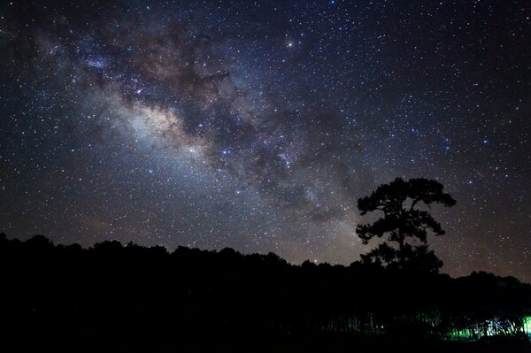 The starry night stretches in the night forest