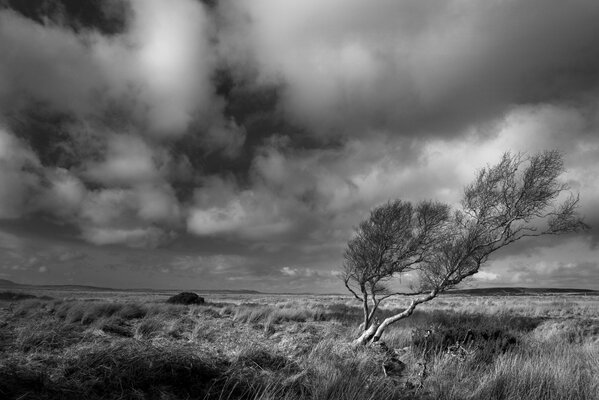 Strong wind. The bad but beautiful side of nature