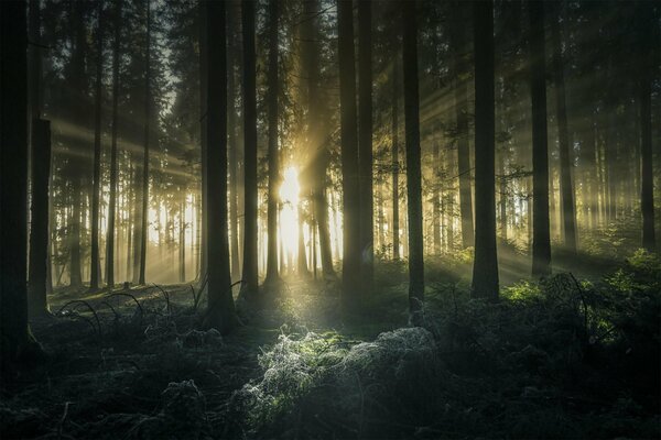 Raggi di sole attraverso gli alberi