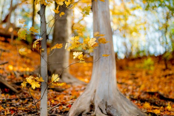 Yellow leaves fell from the trees