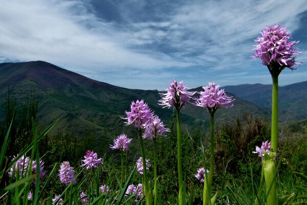 Montañas en el fondo y flores púrpuras en primer plano