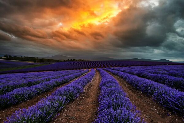 Campi di lavanda sotto le nuvole